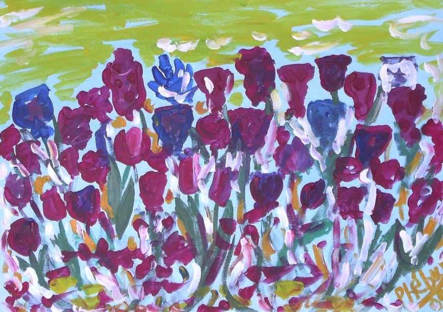 Tulips' field